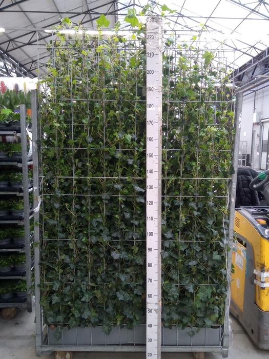 <h4>Hedera helix</h4>