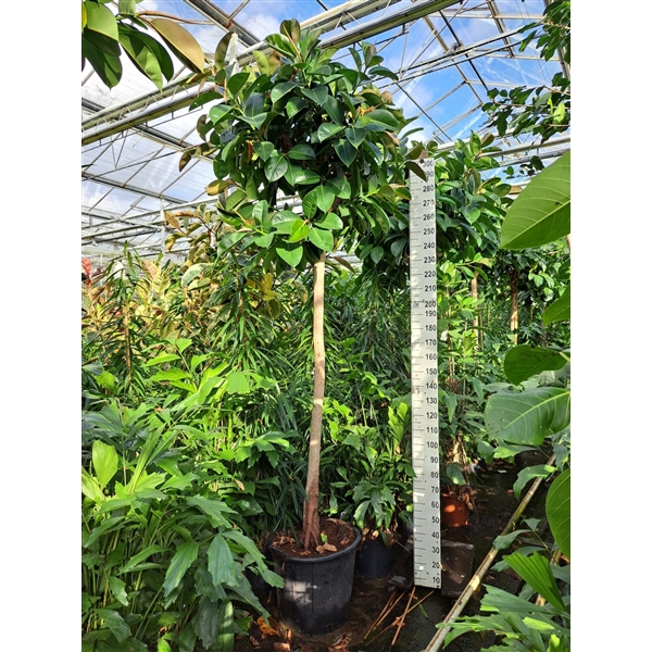 <h4>Ficus Elastica Robusta stam 360cm</h4>