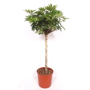 Schefflera arboricola 'Compacta'