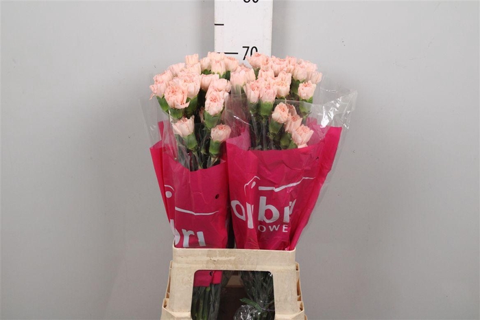 <h4>Di St Novia</h4>