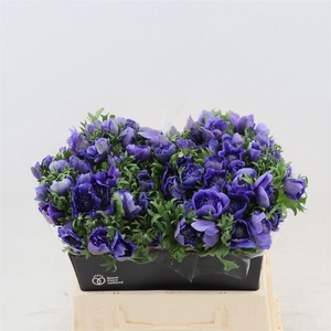 Anemone Fullstar Deep Blue