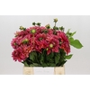Dahlia Salmon Runner