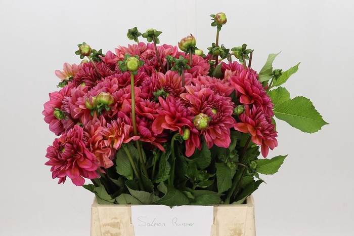 Dahlia Salmon Runner