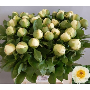 PAEO LEMON CHIFFON