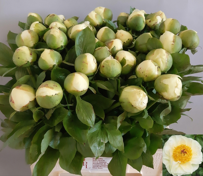 <h4>PAEO LEMON CHIFFON</h4>