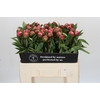 Paeonia Dr A Fleming