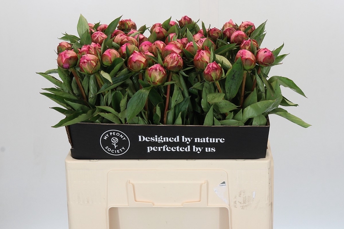 <h4>Paeonia Dr A Fleming</h4>