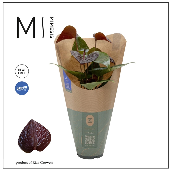<h4>Anthurium - KARMA Black | 12cm | ECO/KRAFT SLEEVE</h4>