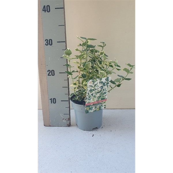 <h4>Euonymus fortunei Silver Queen</h4>
