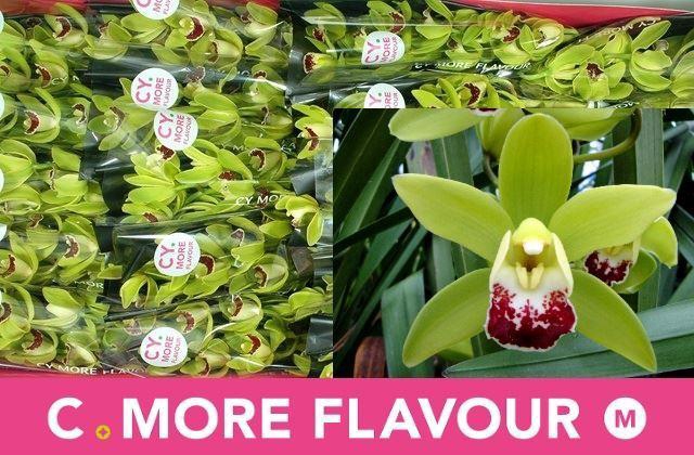 <h4>CYMB MI CORONADO</h4>