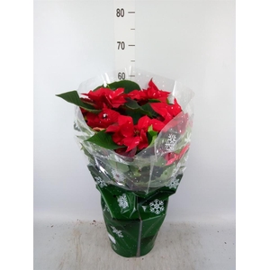 Euphorbia pulc. 'Fantasy Star'