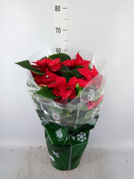 <h4>Euphorbia pulc. 'Fantasy Star'</h4>