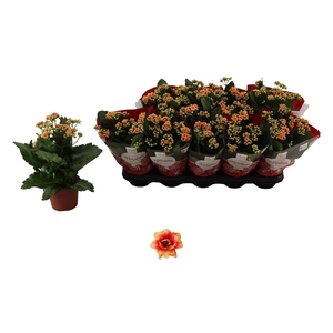 KAL GE FELIZ BICOLOR