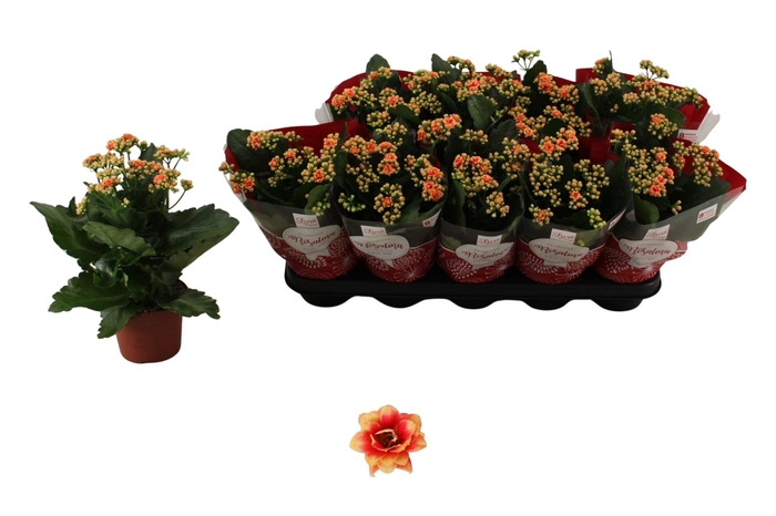 <h4>KAL GE FELIZ BICOLOR</h4>