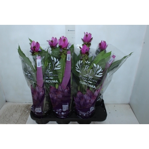 CURCUMA SIAM SHADOW P15