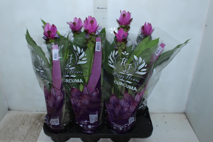 <h4>CURCUMA SIAM SHADOW P15</h4>