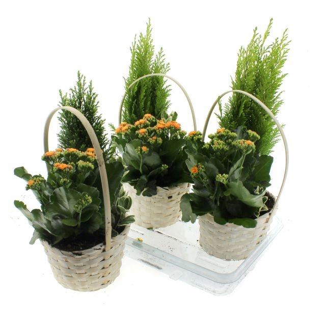 <h4>ARR KAMERPL BLOEI</h4>