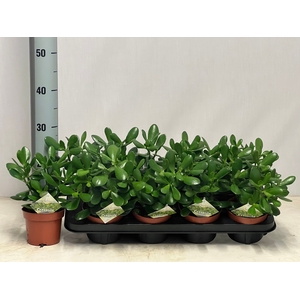 CRASS OVATA