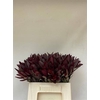 Leucadendron Safari Sunset