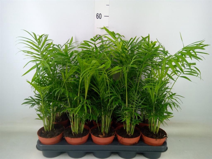 <h4>Chamaedorea elegans</h4>