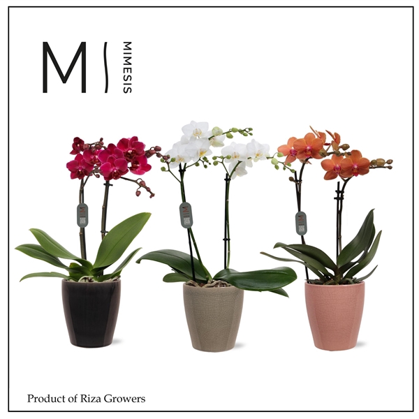 <h4>Mimesis Phal. Multi Mix - 2 spike 12cm in Nadia mix ceramic</h4>