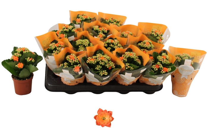 <h4>KAL GE DON PEDRO</h4>