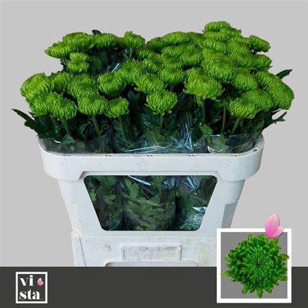 <h4>Chr G Alemani</h4>