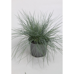 Festuca gras