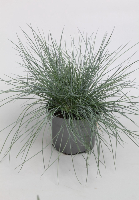 <h4>Festuca gras</h4>