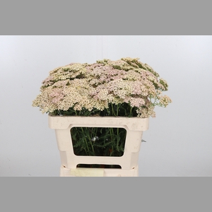 Achillea Lachsschonheit