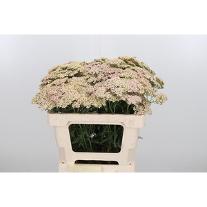 Achillea Lachsschonheit
