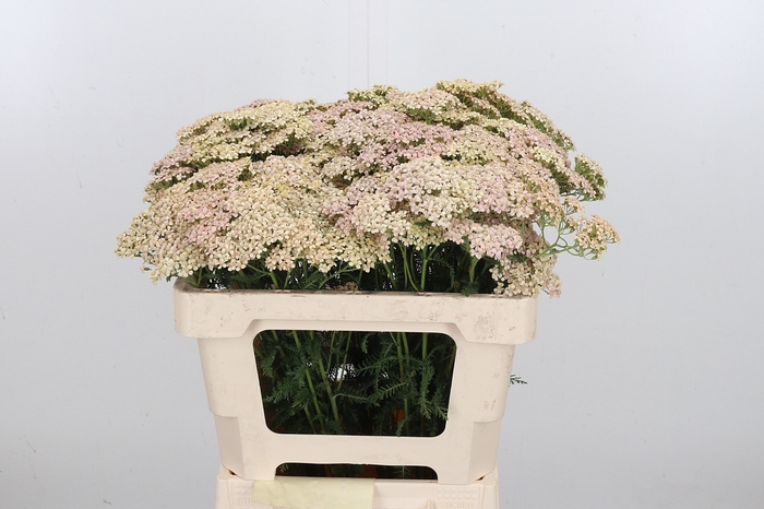 <h4>Achillea Lachsschonheit</h4>