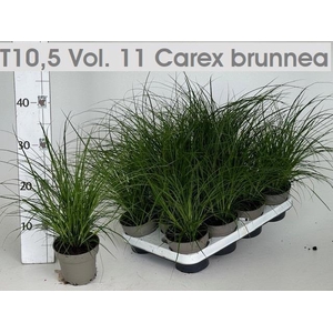 CAREX BRUNNEA