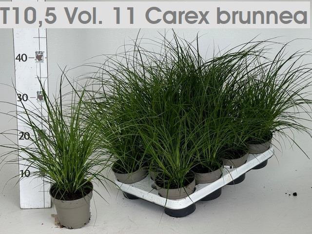 <h4>CAREX BRUNNEA</h4>