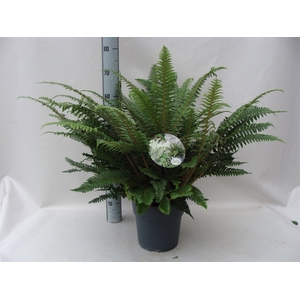 Asplenium   ...