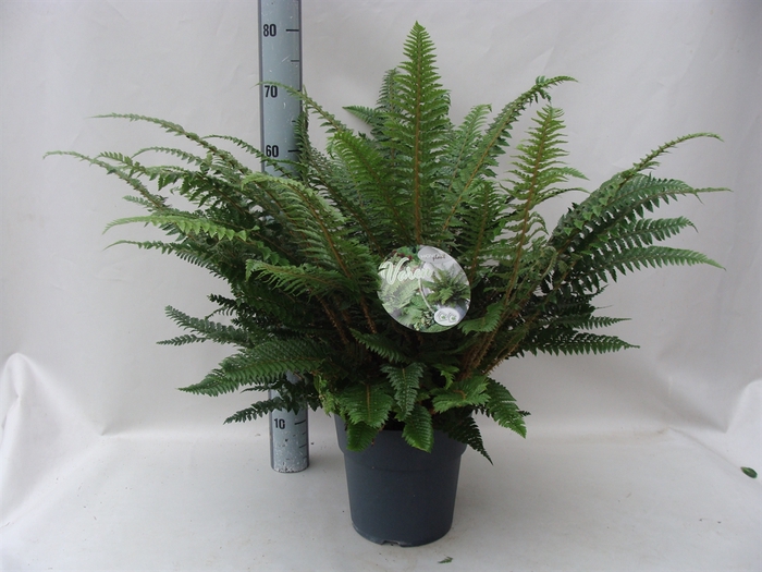 <h4>Asplenium   ...</h4>