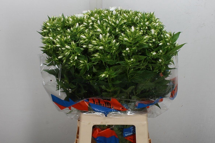 <h4>Phlox P Whitecap</h4>