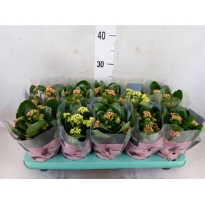Kalanchoe blos. 'Serenity'   ...mix