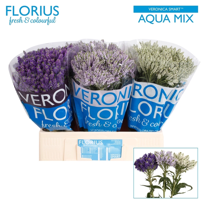 <h4>VERON SMART AQUA GEM</h4>