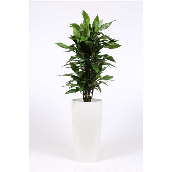 <h4>Dracaena Janet Lind in Santorini pot "wit"</h4>