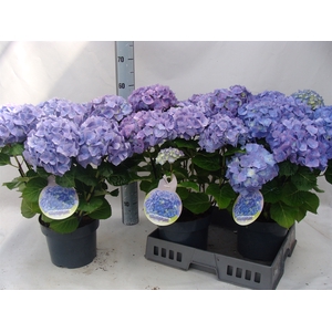 Hydrangea mac. 'Bela Blue'