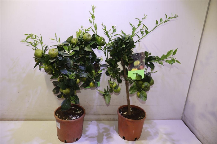 <h4>Citr Li Pursha</h4>