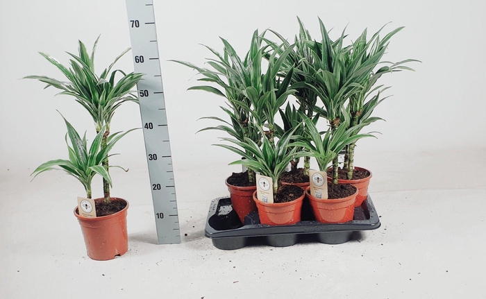 <h4>DRA DE WARNECKEI</h4>