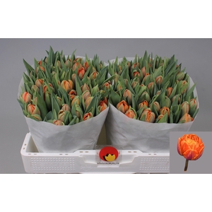 TU DU ORANGE PRINCES