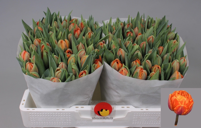 <h4>TU DU ORANGE PRINCES</h4>