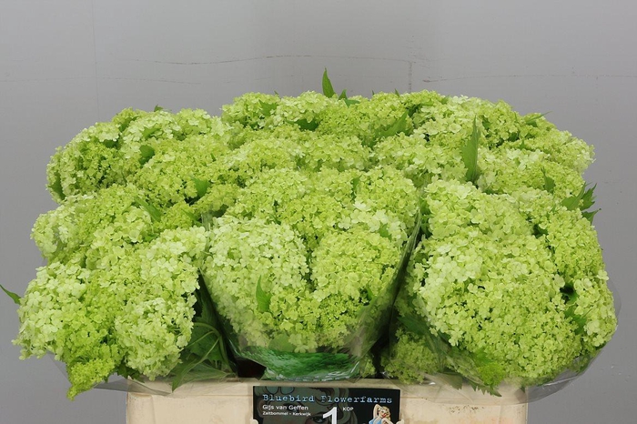 <h4>Viburnum Roseum St</h4>