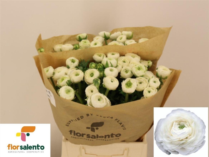 <h4>Ran Elegance White</h4>