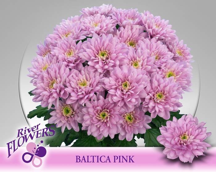 <h4>CHR T BALTICA PINK</h4>