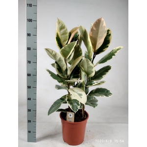 Ficus elastica tineke toef 105cm