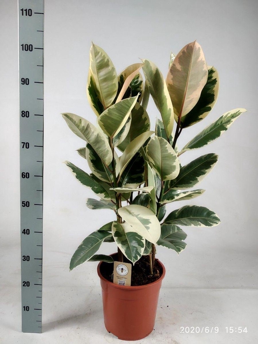 <h4>Ficus elastica tineke toef 105cm</h4>